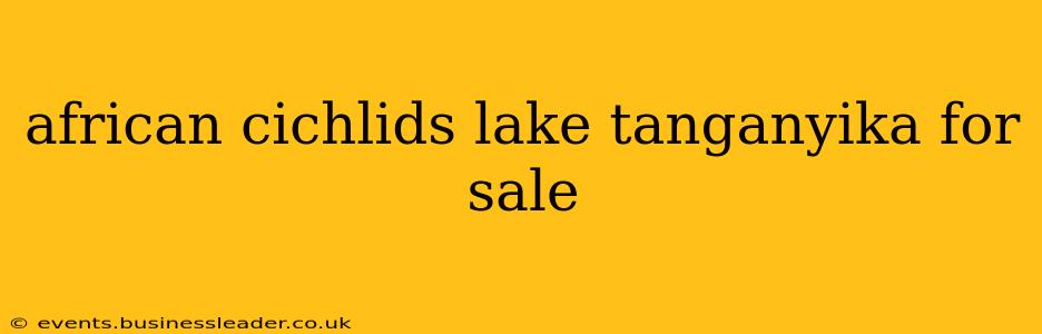 african cichlids lake tanganyika for sale