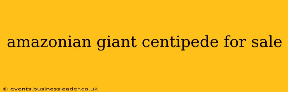 amazonian giant centipede for sale
