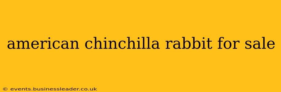 american chinchilla rabbit for sale