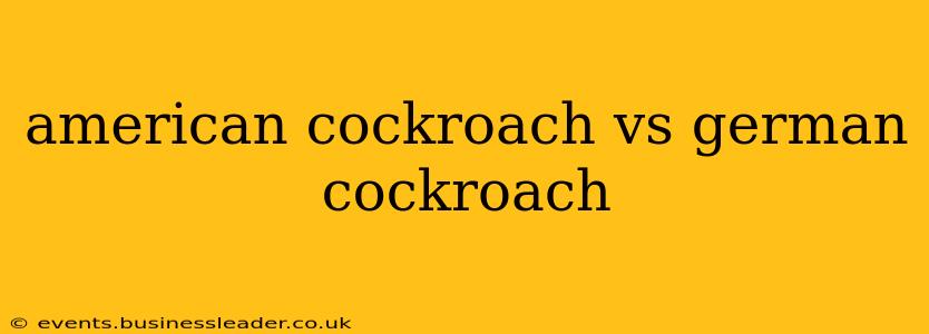 american cockroach vs german cockroach