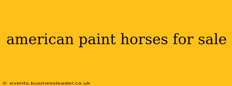 american paint horses for sale