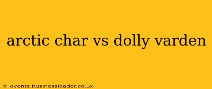 arctic char vs dolly varden