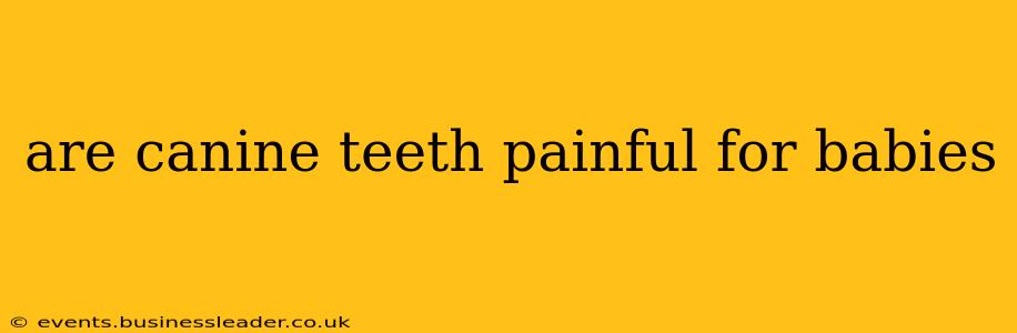 are canine teeth painful for babies