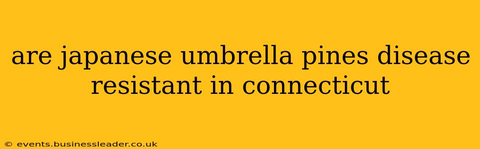are japanese umbrella pines disease resistant in connecticut