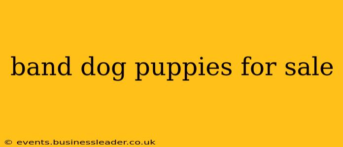 band dog puppies for sale