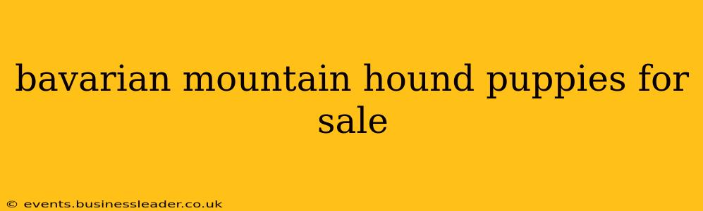 bavarian mountain hound puppies for sale