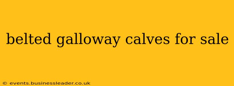 belted galloway calves for sale
