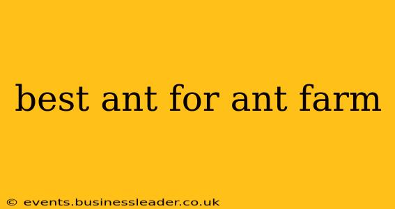 best ant for ant farm