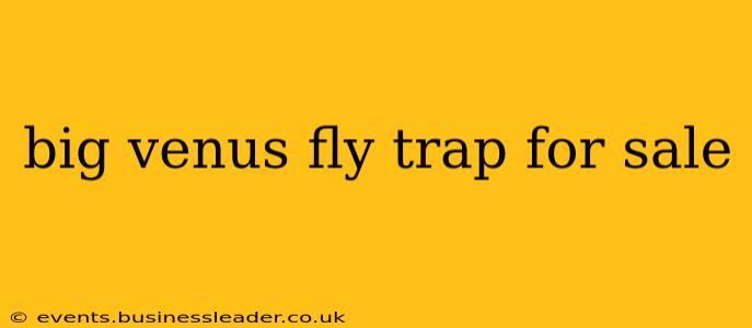 big venus fly trap for sale