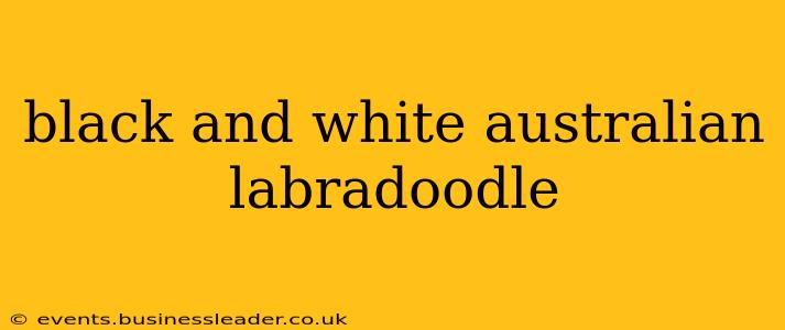 black and white australian labradoodle