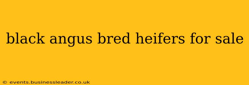black angus bred heifers for sale