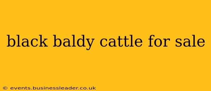 black baldy cattle for sale