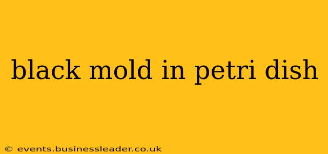 black mold in petri dish