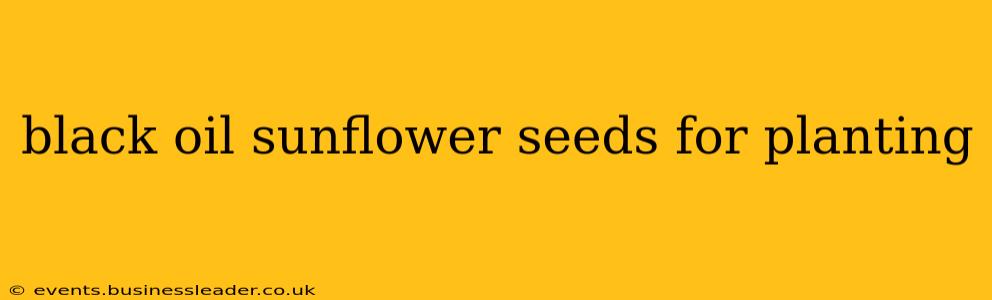 black oil sunflower seeds for planting
