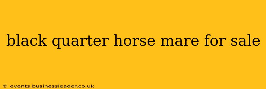black quarter horse mare for sale