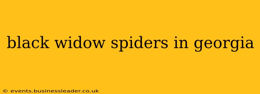 black widow spiders in georgia