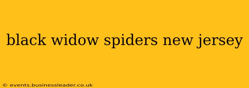 black widow spiders new jersey