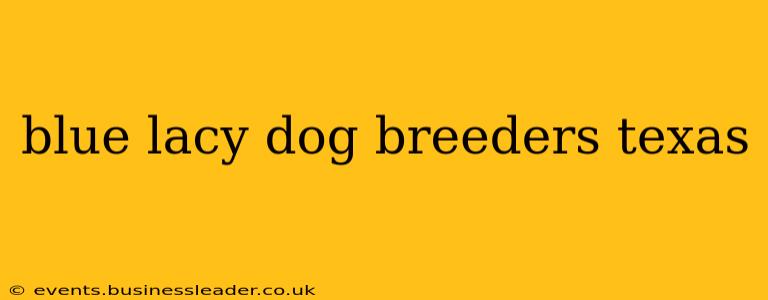 blue lacy dog breeders texas