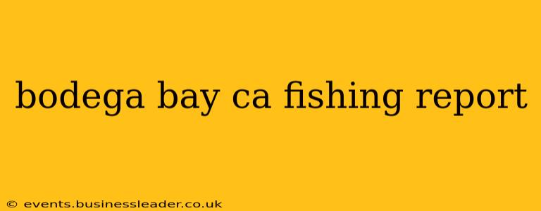 bodega bay ca fishing report