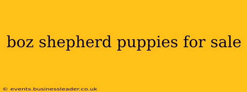 boz shepherd puppies for sale