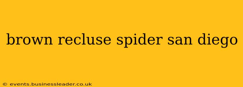 brown recluse spider san diego