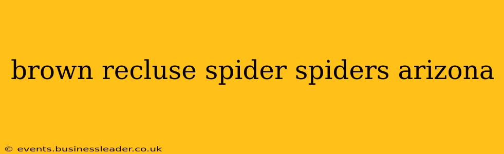 brown recluse spider spiders arizona