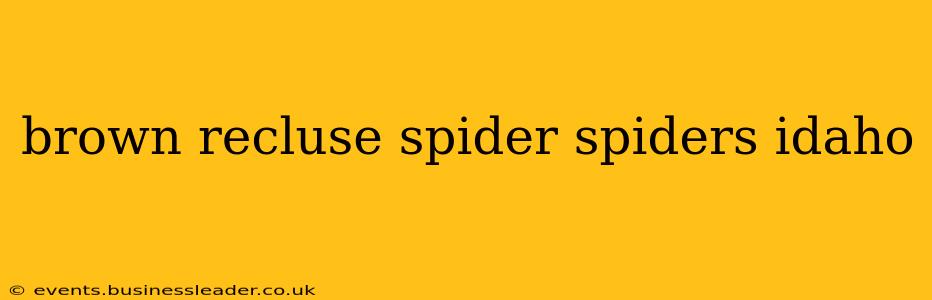 brown recluse spider spiders idaho