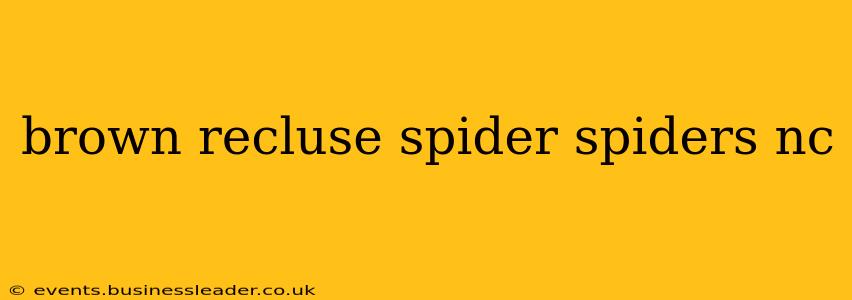 brown recluse spider spiders nc
