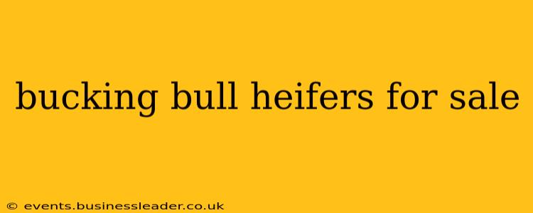 bucking bull heifers for sale