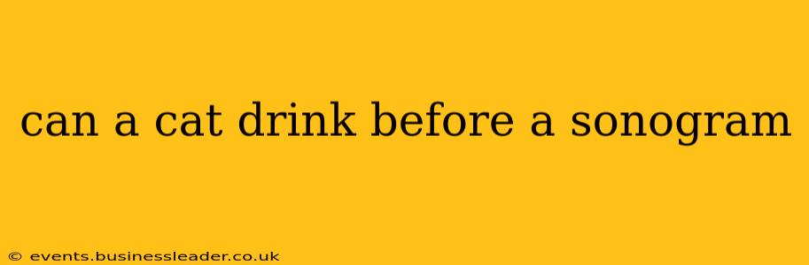 can a cat drink before a sonogram