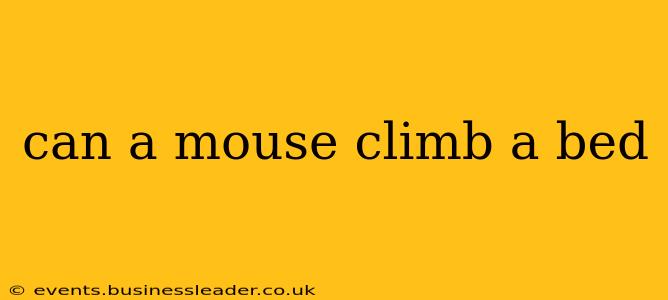 can a mouse climb a bed