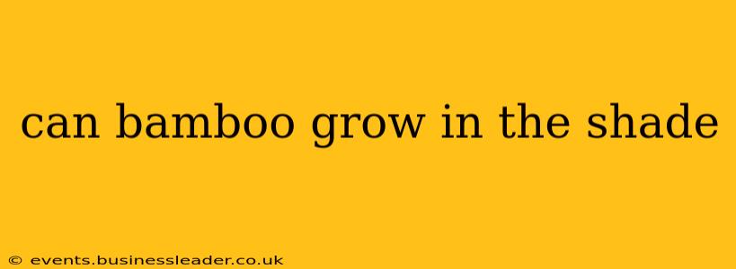 can bamboo grow in the shade