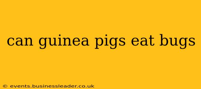 can guinea pigs eat bugs