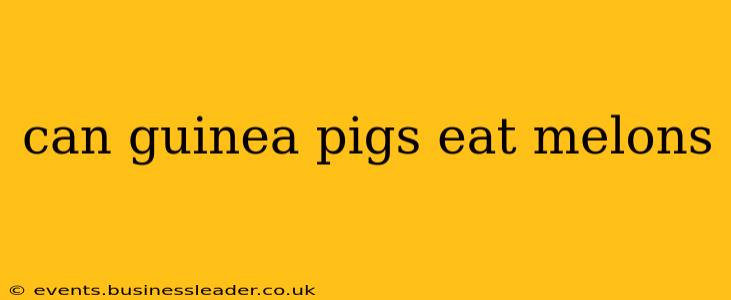 can guinea pigs eat melons