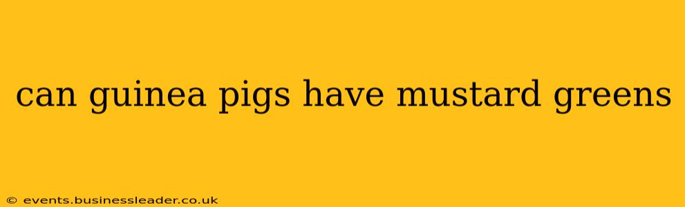 can guinea pigs have mustard greens