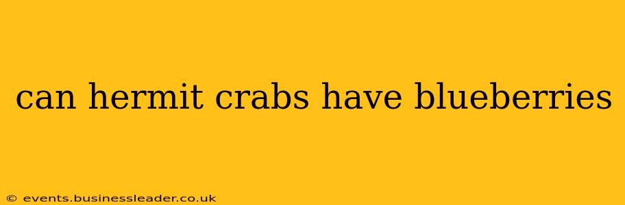 can hermit crabs have blueberries