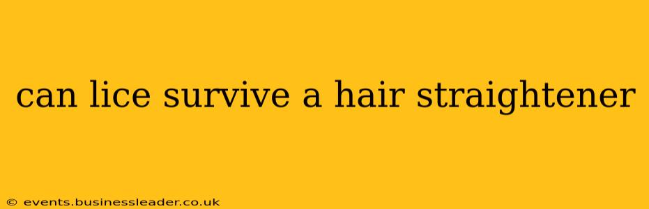 can lice survive a hair straightener