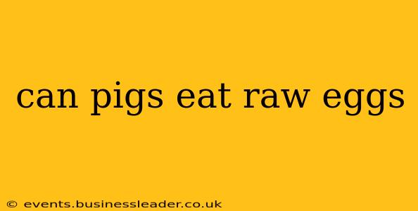 can pigs eat raw eggs