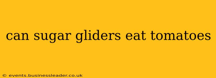 can sugar gliders eat tomatoes