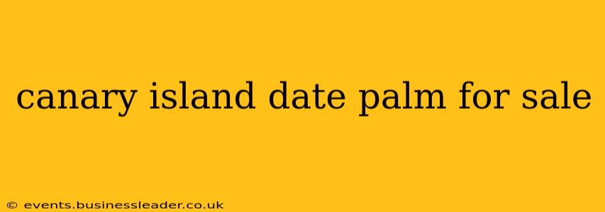canary island date palm for sale