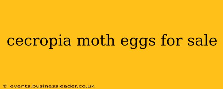 cecropia moth eggs for sale