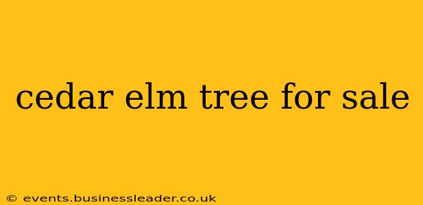 cedar elm tree for sale