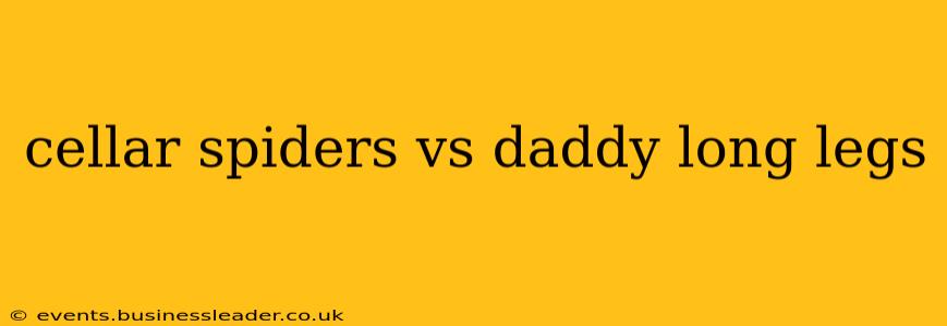 cellar spiders vs daddy long legs