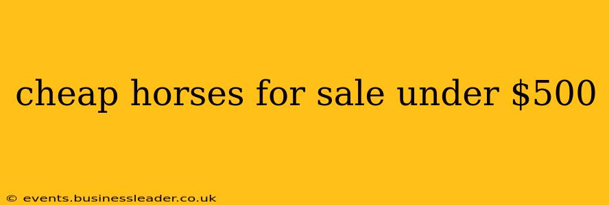 cheap horses for sale under $500