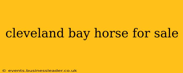 cleveland bay horse for sale