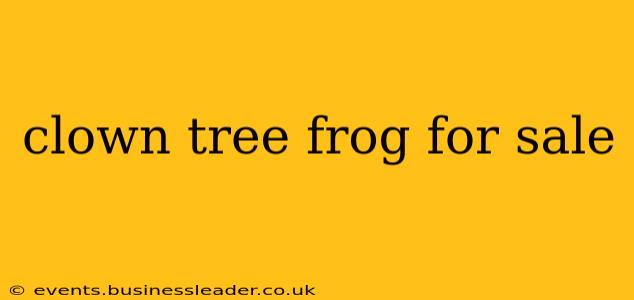 clown tree frog for sale