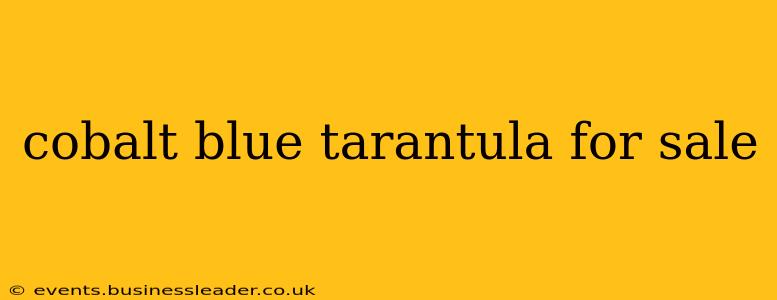 cobalt blue tarantula for sale