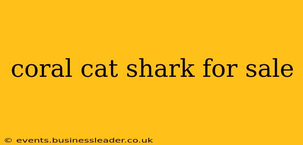 coral cat shark for sale