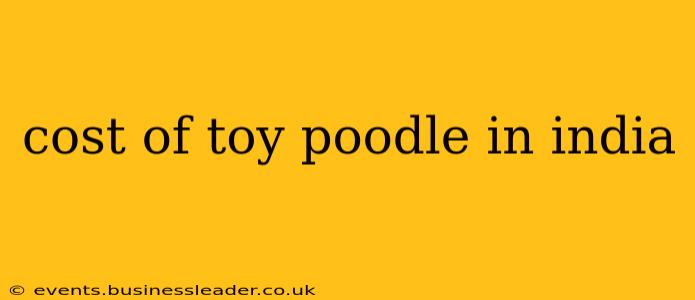 cost of toy poodle in india