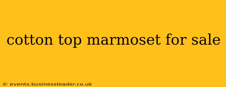 cotton top marmoset for sale